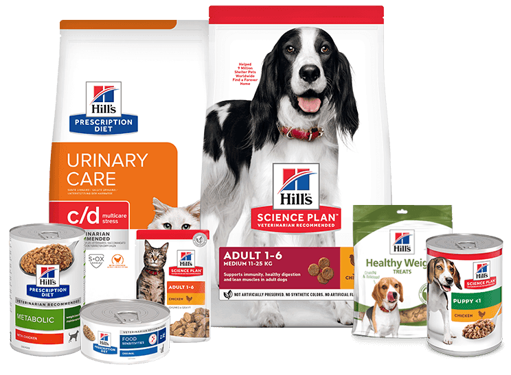 Nainen, jolla on oranssi-valkoinen kissa.