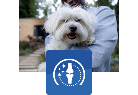 onnellinen valkoinen koira ihmisen sylissä