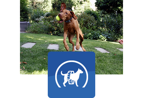 ruskea koira hyppää pallon kiinni ilmasta