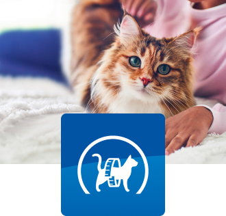 Pieni ruskeavalkoinen kissa istuu sängyllä.