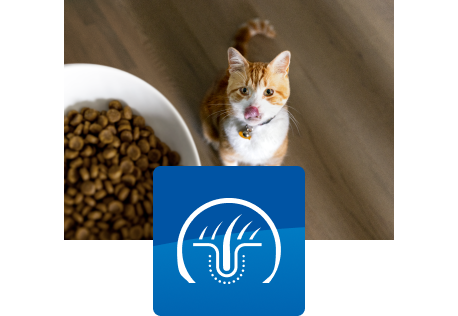 Kissa katselee ruokakulhoa