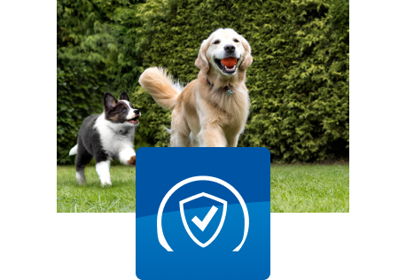 Kaksi koiraa leikkii ulkona