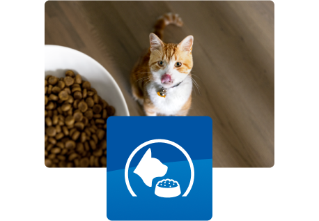 Kissa katsoo ruokakuppia