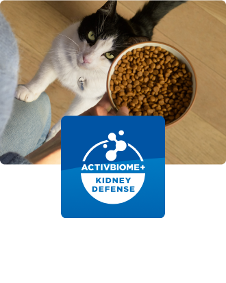 Kissa katselee kissanruokakulhoa